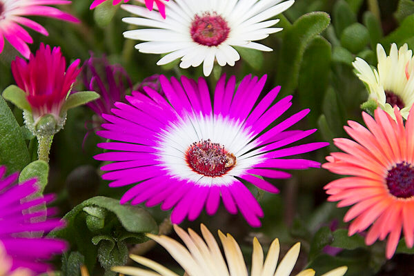 succulent daisy plant Pastel Mix Livingstone Daisy (Succulent) Seeds - For 2026 Planting