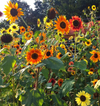 16 Species Mix Sunflower