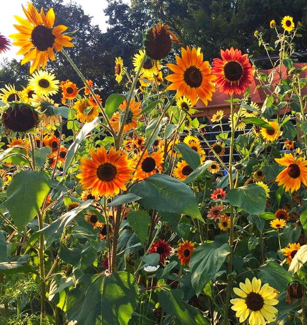 16 Species Mix Sunflower