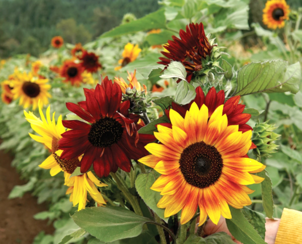 16 Species Mix Sunflower