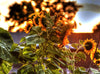 16 Species Mix Sunflower