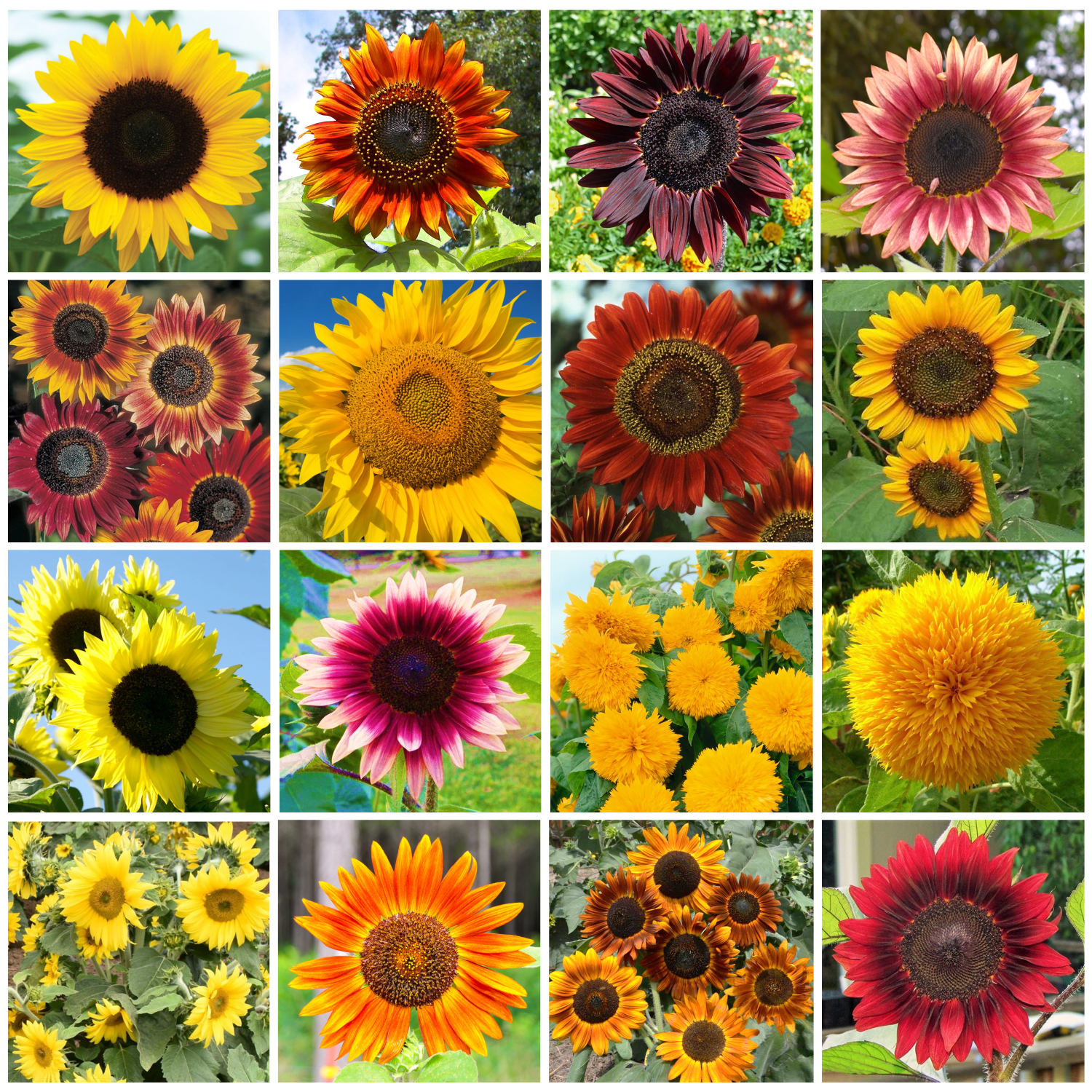 16 Species Mix Sunflower Seeds - For 2026 Planting Rainbow Blend