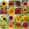 16 Species Mix Sunflower
