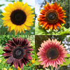 16 Species Mix Sunflower