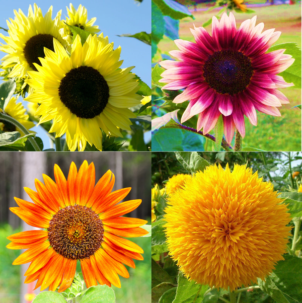 16 Species Mix Sunflower