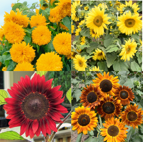 16 Species Mix Sunflower