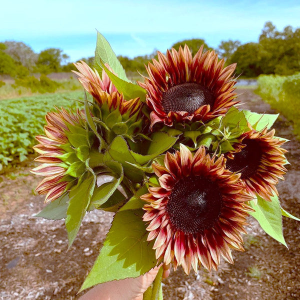 ProCut Plum Sunflower