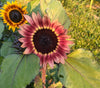 ProCut Ruby Eclipse Sunflower