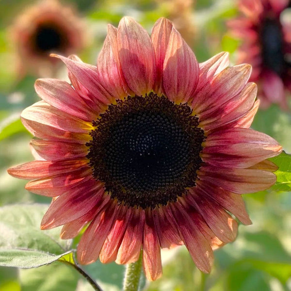 pink sunflower seeds to plant Ruby Eclipse Sunflower Seeds - For 2026 Planting Pink Sunflowers