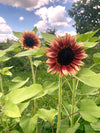ProCut Plum Sunflower