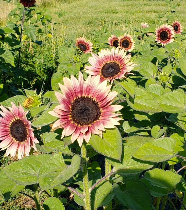 ProCut Plum Sunflower