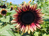 ProCut Plum Sunflower