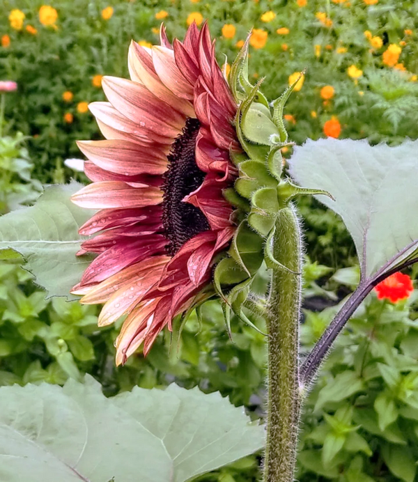 ProCut Plum Sunflower