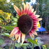 ProCut Plum Sunflower