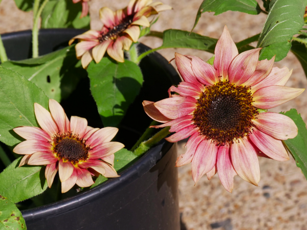 rose pink sunflower seeds Ruby Eclipse Sunflower Seeds - For 2026 Planting Pink Sunflowers