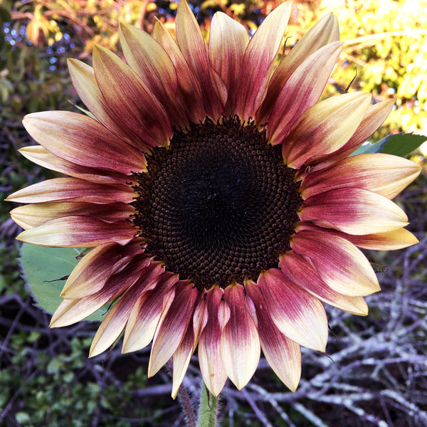 ProCut Plum Sunflower