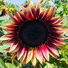 ProCut Plum Sunflower