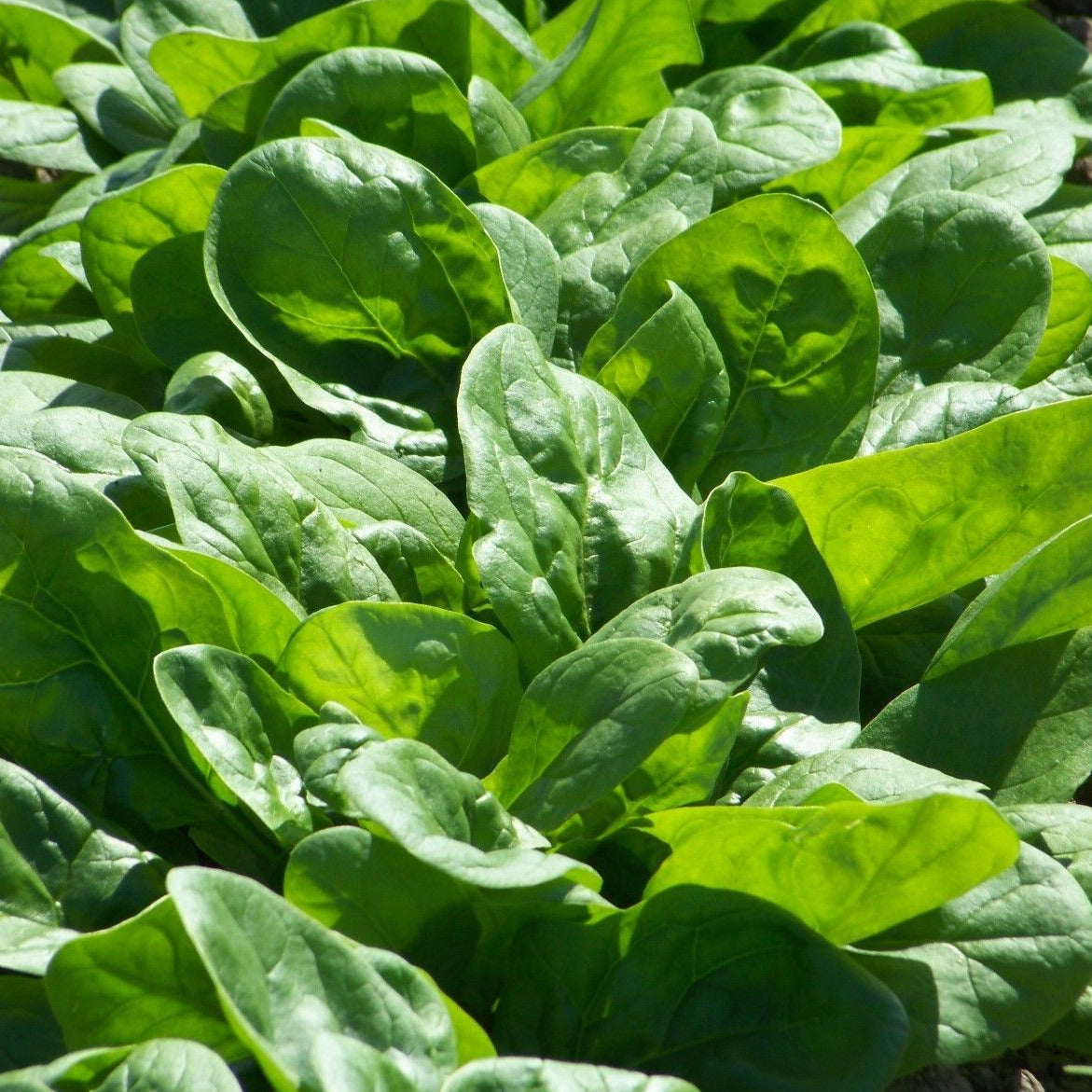 Bloomsdale Spinach Seeds - 500 Seeds, Heirloom, Open Pollinated, Everwilde Farms (2024)