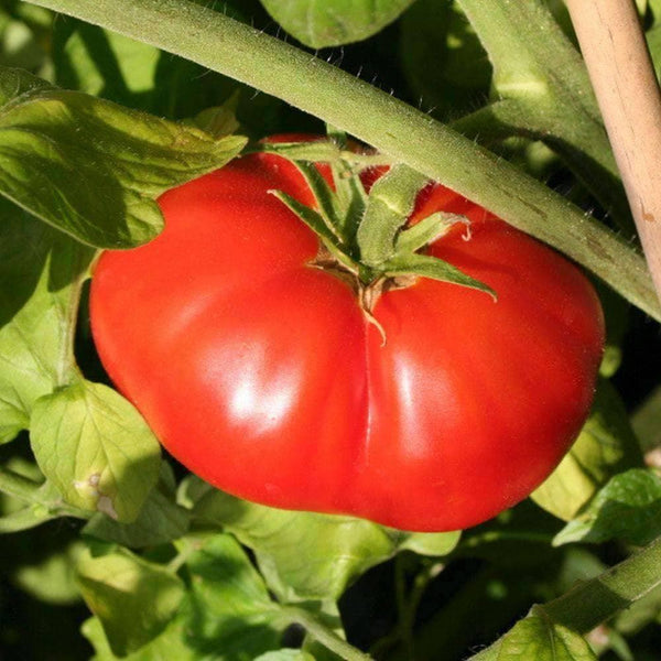 Giant Beefsteak Tomato Seeds - For 2026 Planting Determinate Heirloom