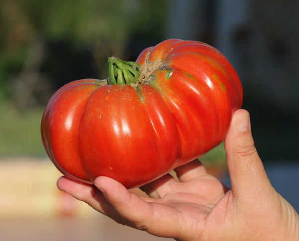 Giant Beefsteak Tomato