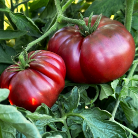 Black Krim Tomato