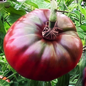 Cherokee Purple Tomato
