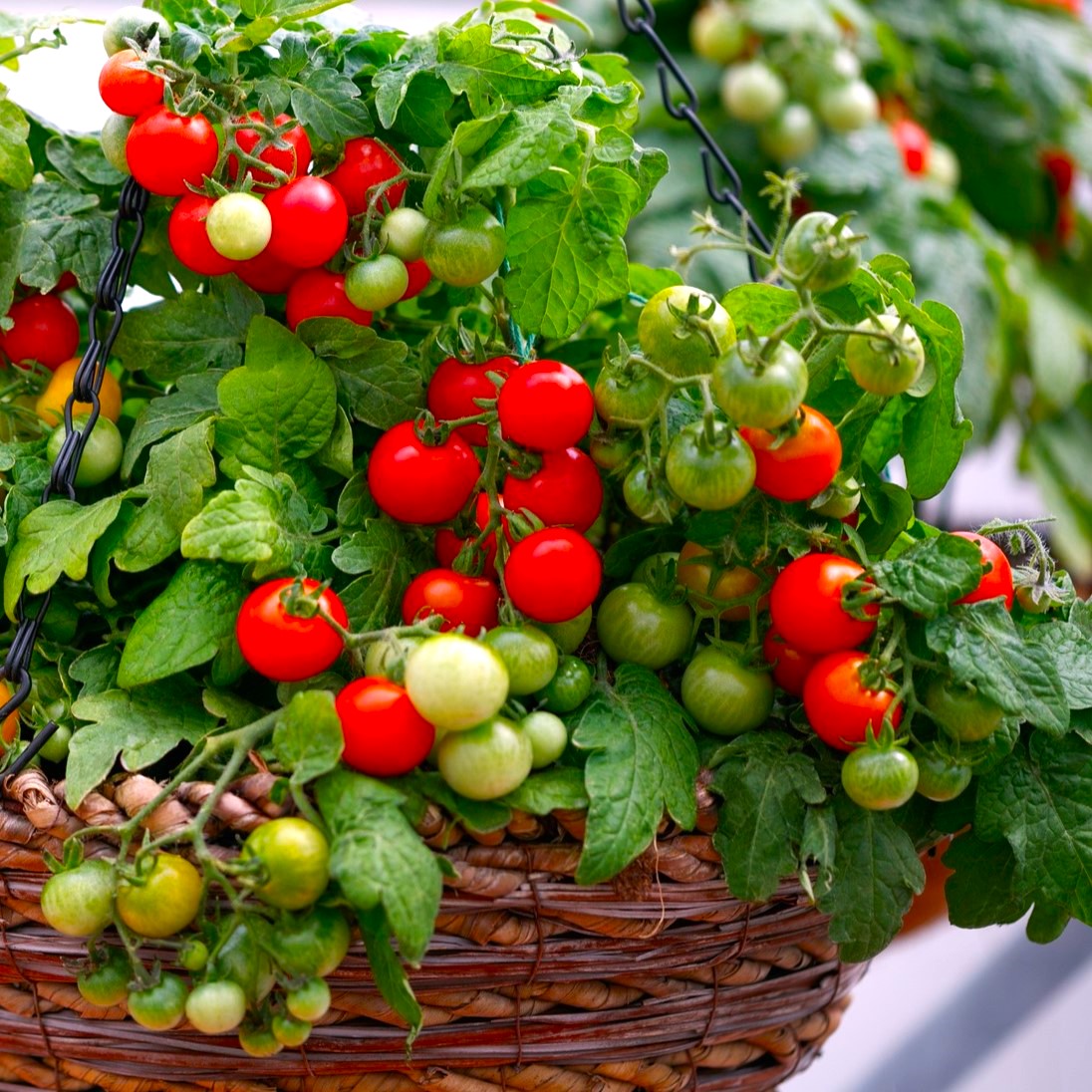 Red Robin Tomato (Micro Dwarf) Seeds - For 2026 Planting | TomorrowSeeds