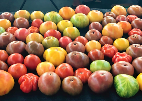 Hawkes Bay - Beefsteak Tomato Seed - Organic Heirloom