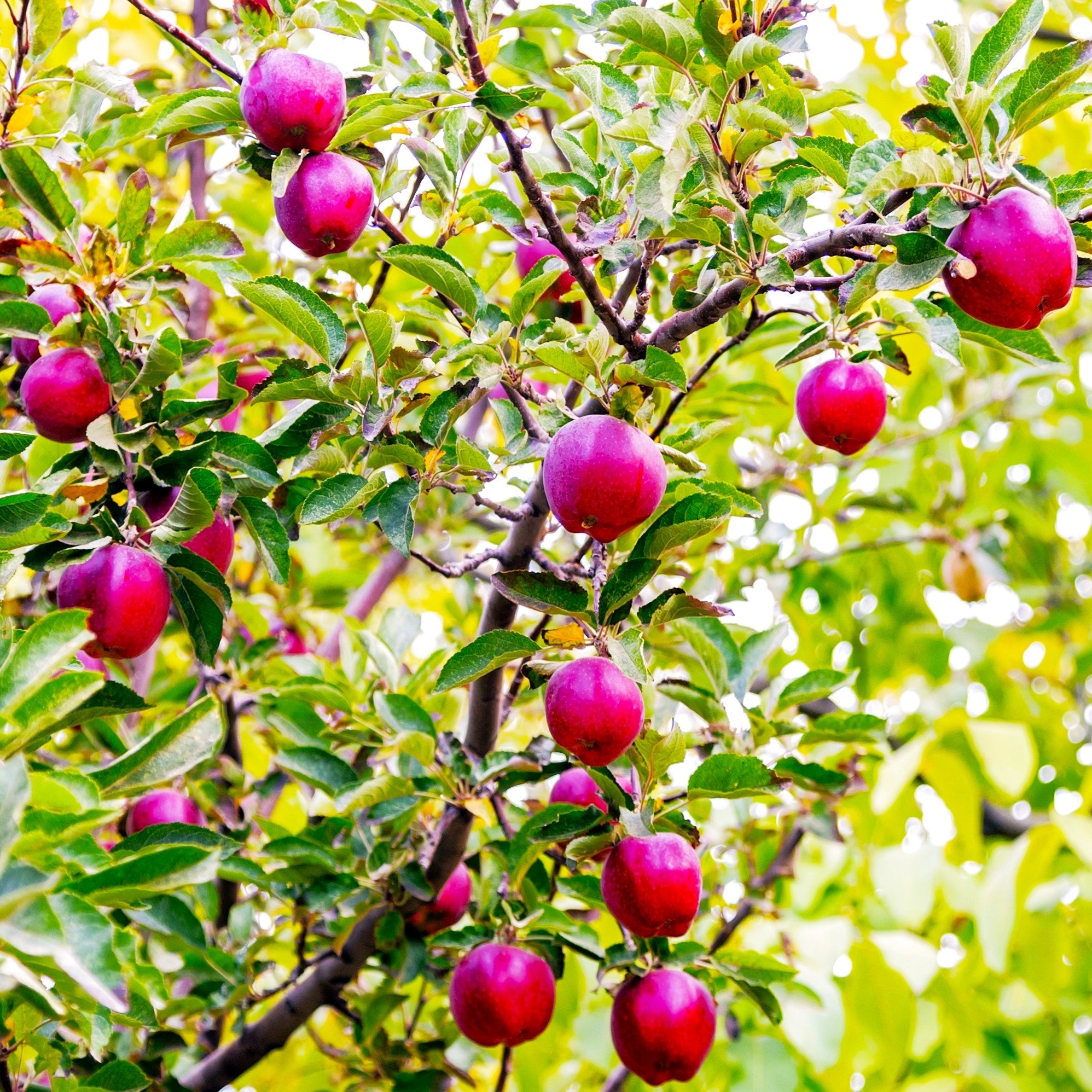 Red Delicious Apple Tree Seeds - For 2026 Planting Malus Pumis