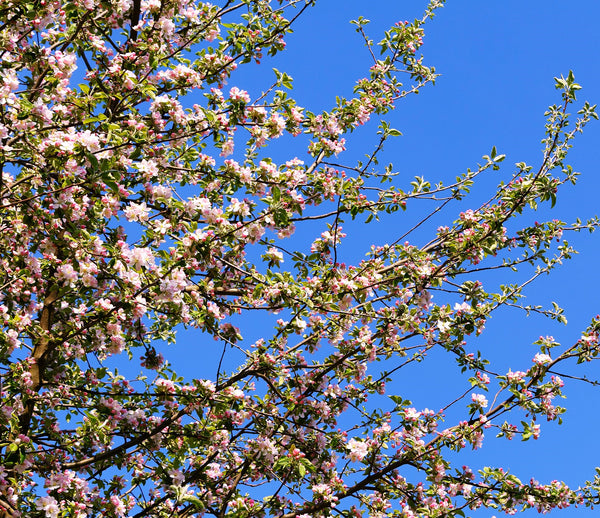 Red Delicious Apple Tree