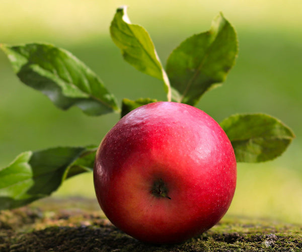 Red Delicious Apple Tree