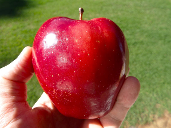 Red Delicious Apple Tree