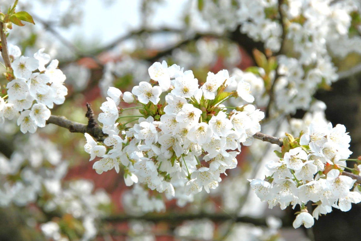 Alkavo Mazzard Cherry Tree Seeds | Sweet Red Cherries Fragrant Showy ...