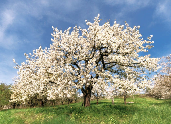 Alkavo Mazzard Cherry Tree