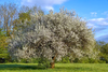 Alkavo Mazzard Cherry Tree