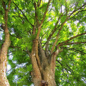 Kentucky Coffee Tree