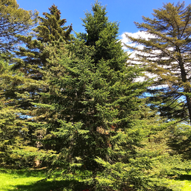 Balsam Fir Tree