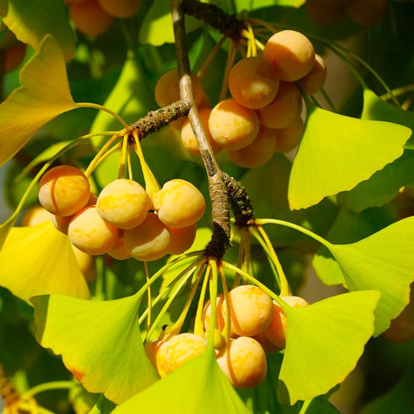 Ginkgo Biloba Tree Seeds - For 2026 Planting Maidenhair Tree Fossil |  TomorrowSeeds