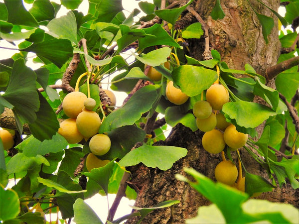 Ginkgo Biloba Tree
