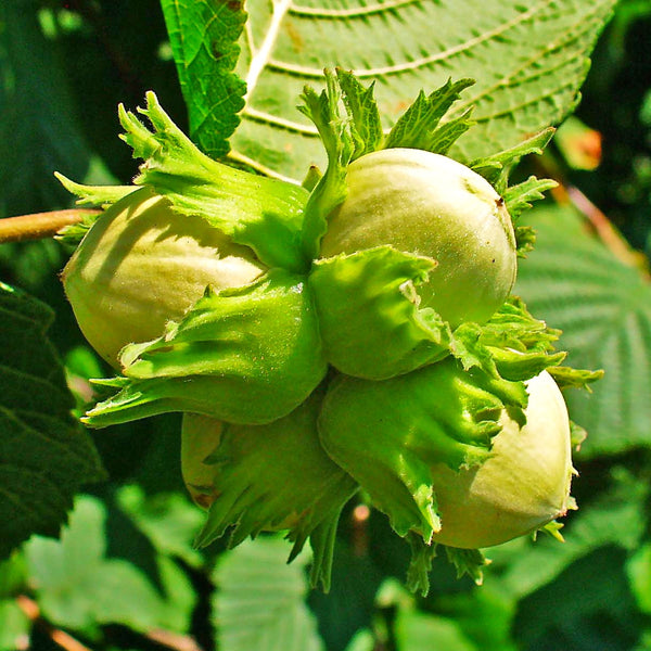 plant hazelnut tree from seed Hazelnut Tree Seeds - For 2026 Planting Corylus Avellana Hazel Nut