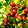 Jujube Tree (Chinese Red Date)