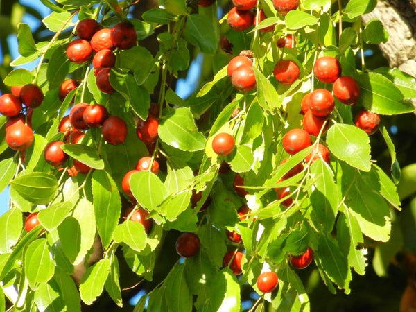 Jujube Tree (Chinese Red Date)