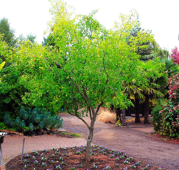 Jujube Tree (Chinese Red Date)