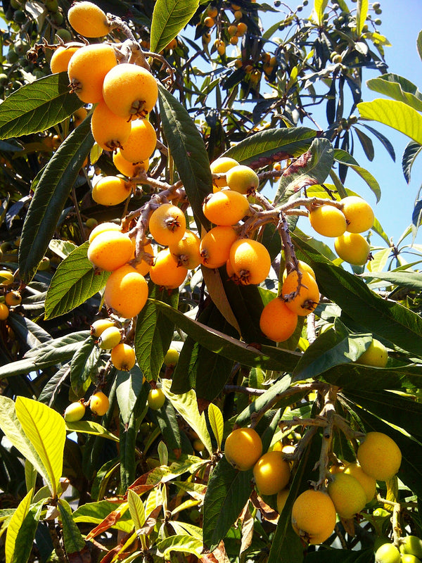 Loquat Tree