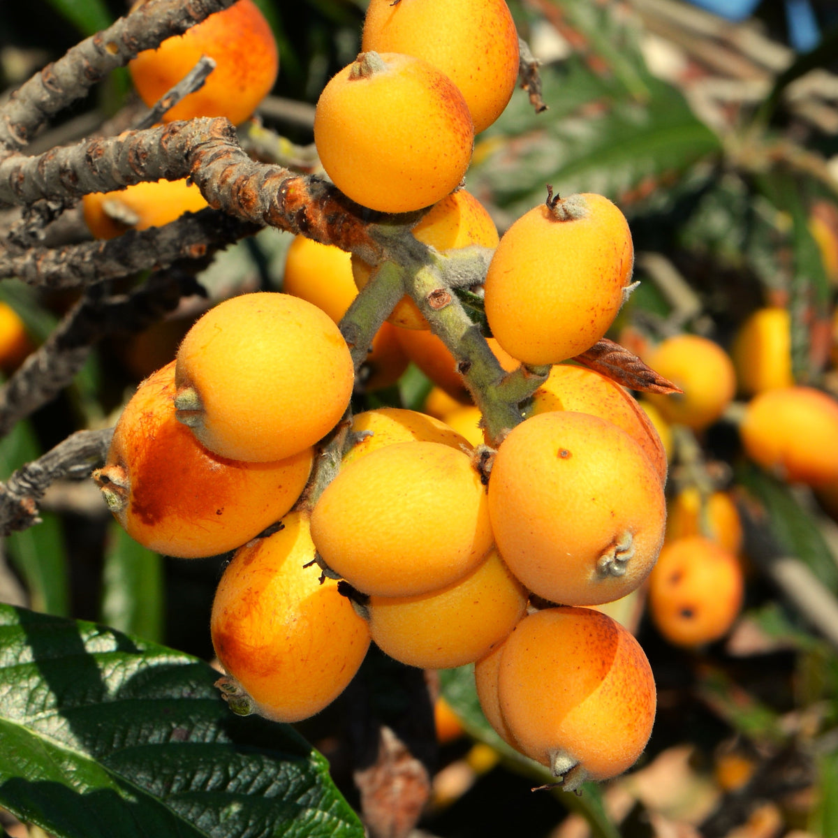 Loquat Tree Seeds - For 2026 Planting Eriobotrya Japonica Chinese Pipa ...