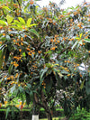 Loquat Tree