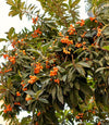 Loquat Tree