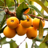 Loquat Tree