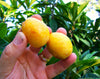 Loquat Tree