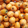 Loquat Tree